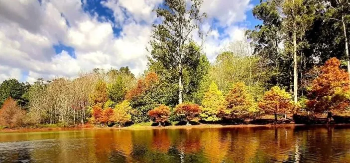 Lago entre árvores de outono